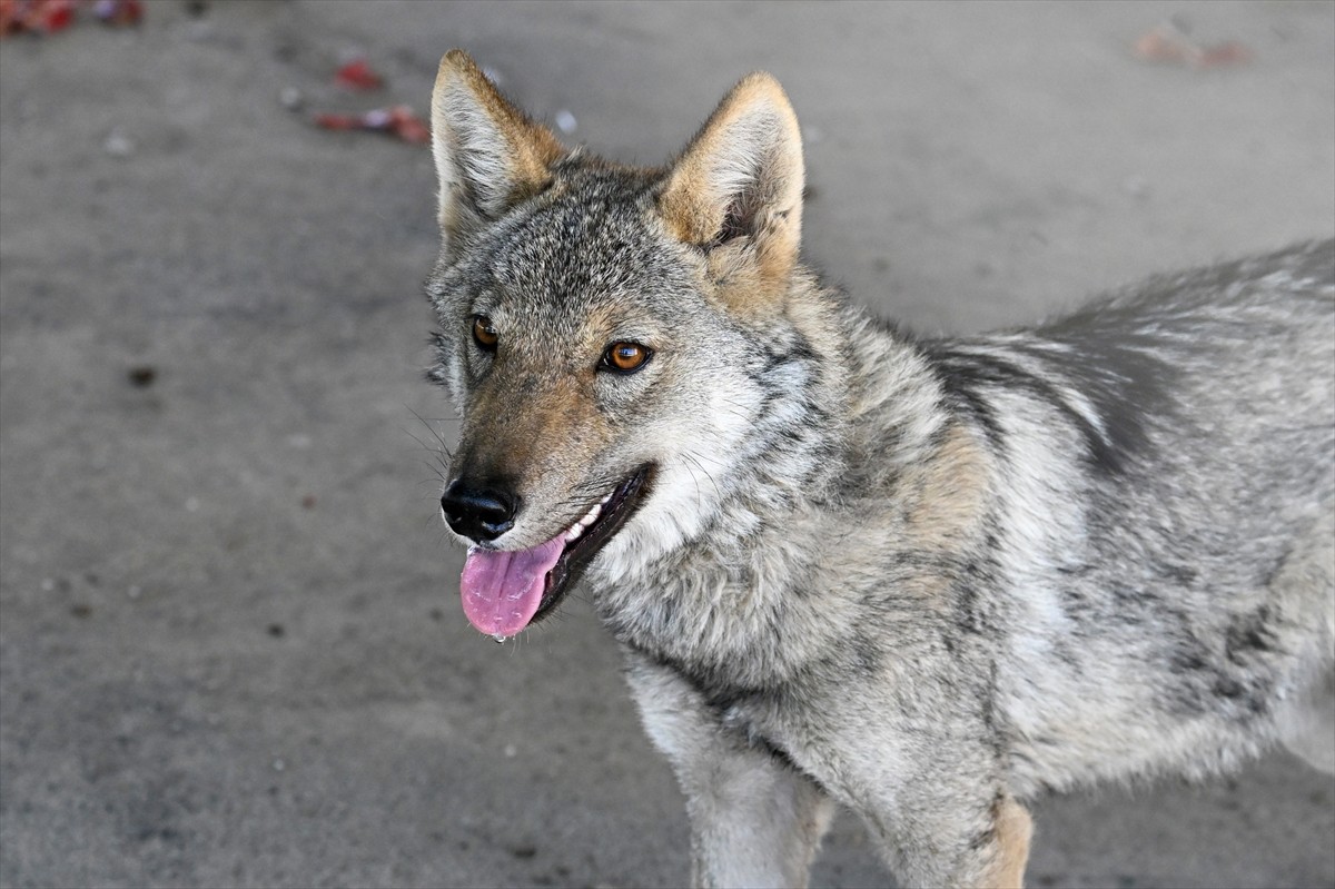Van'ın Muradiye ilçesinde zincirle bağlanarak alıkonulan kurt, Van Yüzüncü Yıl Üniversitesi (YYÜ)...
