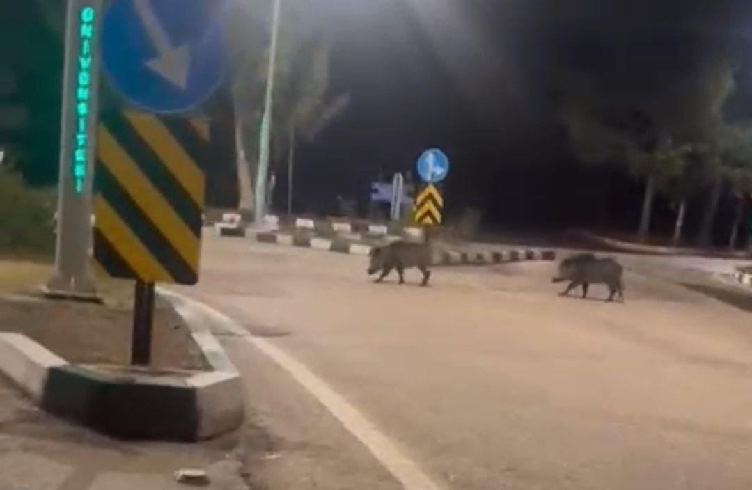 ADANA’DA ÇUKUROVA ÜNİVERSİTESİ YERLEŞKESİNDE DOMUZ GÖREN VATANDAŞLAR ŞAŞKINLIĞINI...