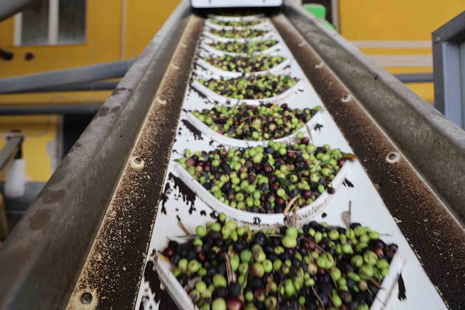 ADANA’NIN KOZAN İLÇESİNDE ZEYTİN HASADININ TAMAMLANMASININ ARDINDAN FABRİKALARDA ZEYTİNİN YAĞ...