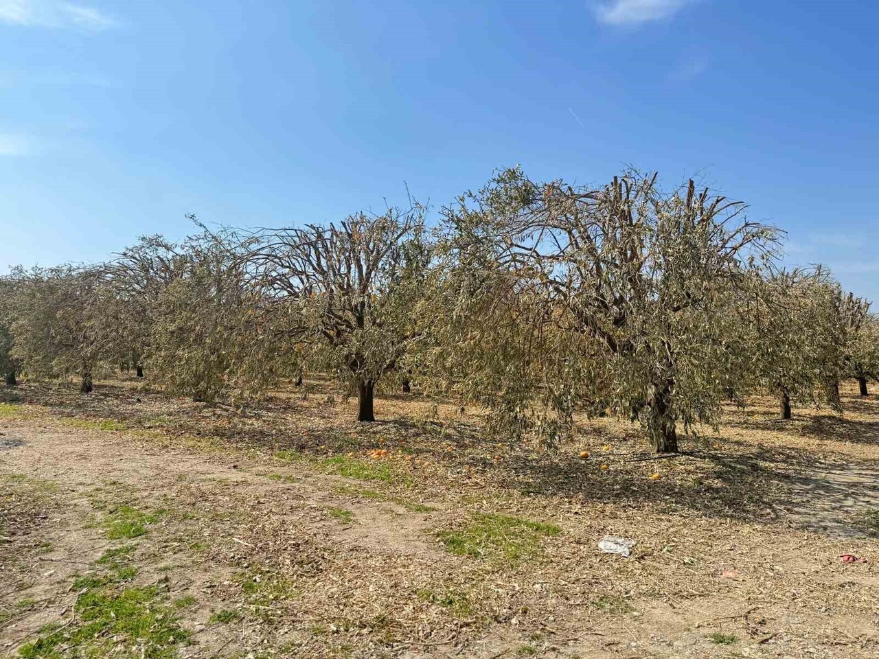 ADANA YÜREĞİR ZİRAAT ODASI BAŞKANI MEHMET AKIN DOĞAN, ŞUBAT AYINDAKİ ŞİDDETLİ ZİRAİ DONUN GREYFURT...