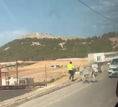 ADIYAMAN’DA, KARAYOLUNDA İLERLEYEREK TRAFİĞİ TEHLİKEYE KOYAN EŞEĞE POLİS EKİPLERİ MÜDAHALE...