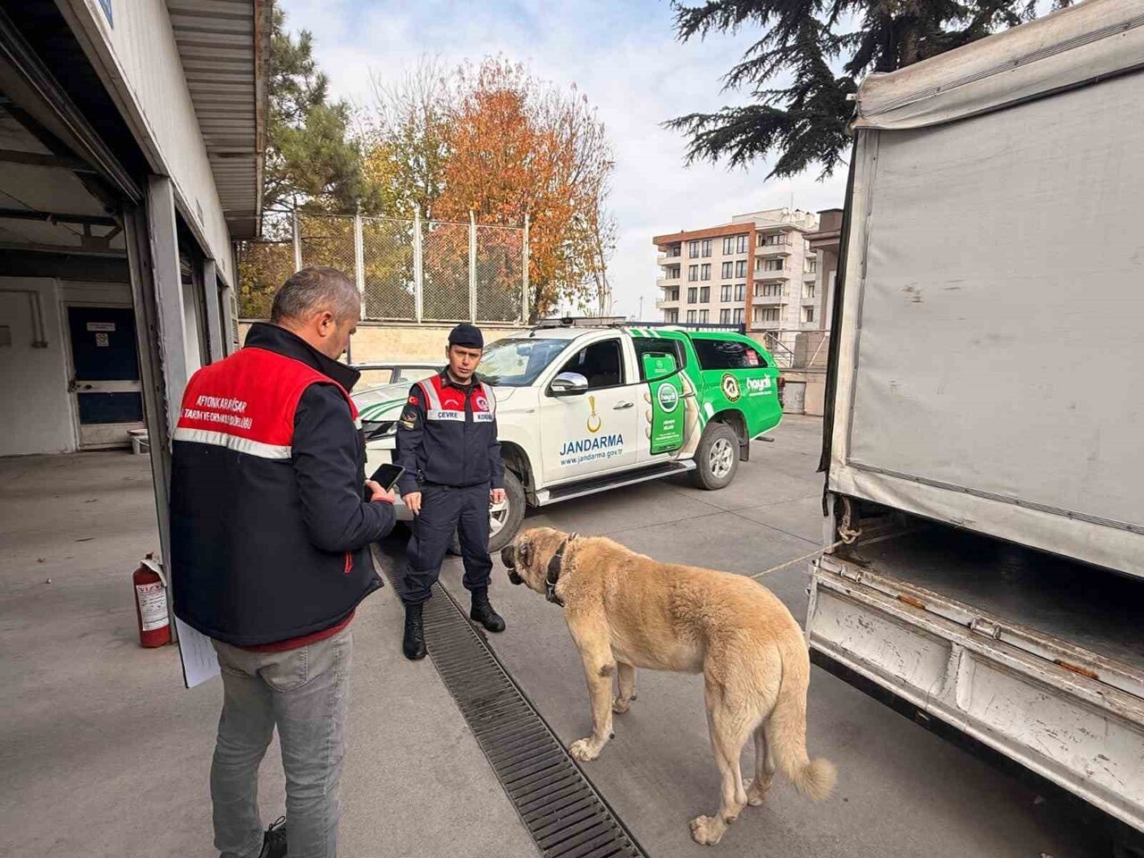 AFYONKARAHİSAR'DA KÖPEK DÖVÜŞTÜREN ŞAHISLARI JANDARMA HAVADAN DRONE İLE TESPİT ETTİ. OLAYDA 12...