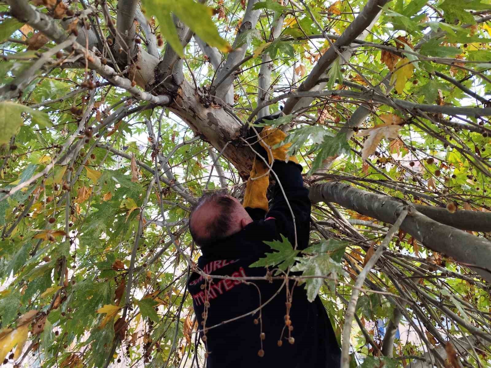 AĞAÇTA MAHSUR KALAN KEDİ