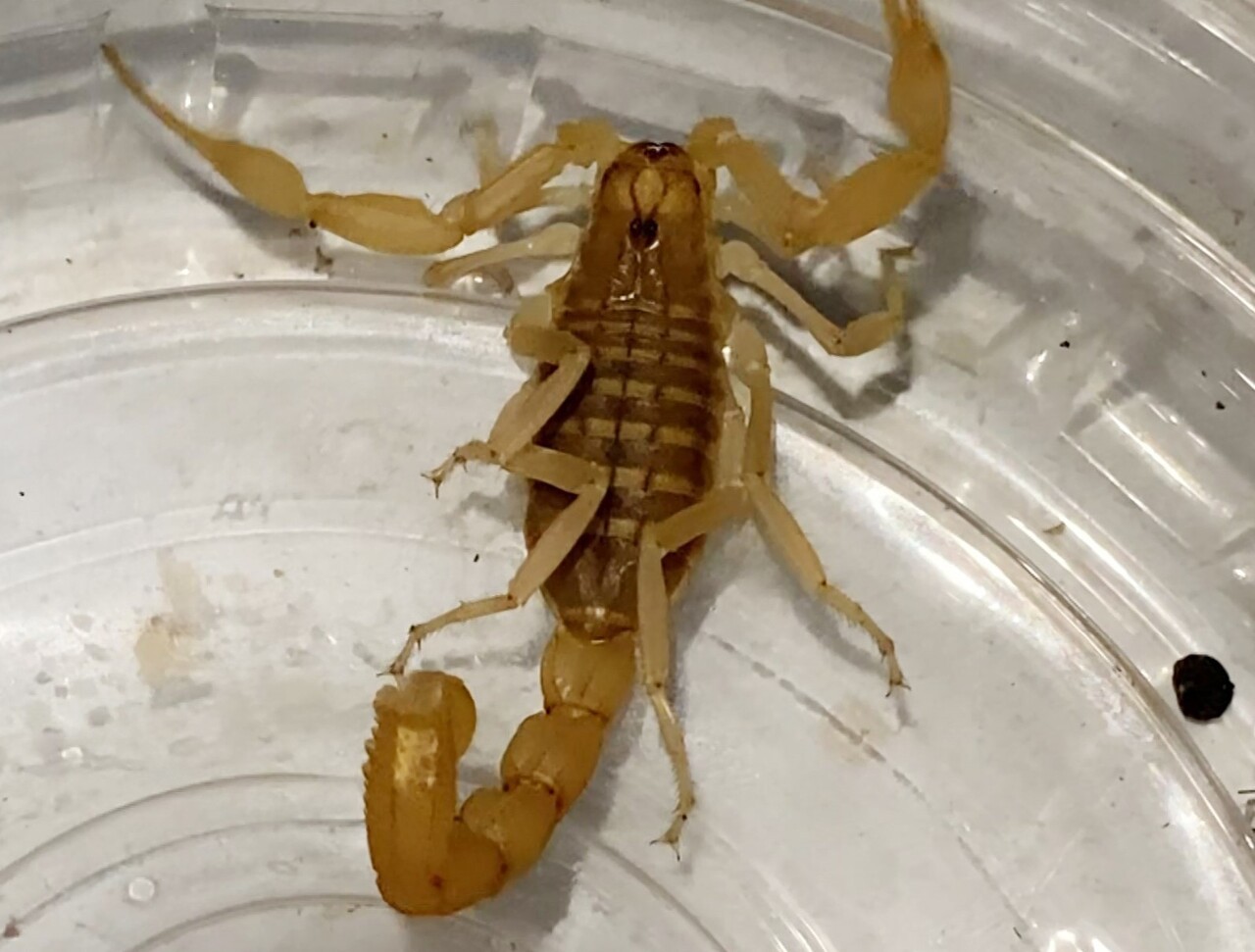 AKSARAY’DA BESLENMESİ, TİCARETİ YASAK OLAN, KESKİN BİR ZEHRE SAHİP OLUP ALERJİK BÜNYELER VE ÇOCUK...