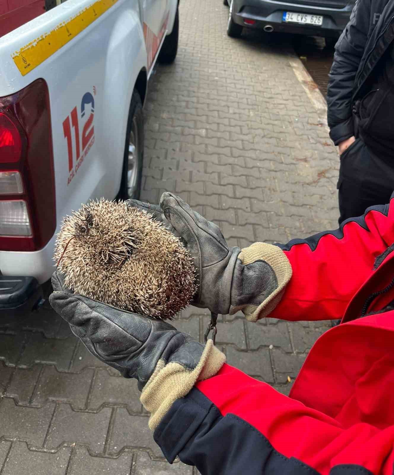 ALIKESİR’İN BURHANİYE İLÇESİNDE BİR YAĞMUR GİDERİ MAZGALINA SIKIŞAN KİRPİ, İTFAİYE EKİPLERİNİN...