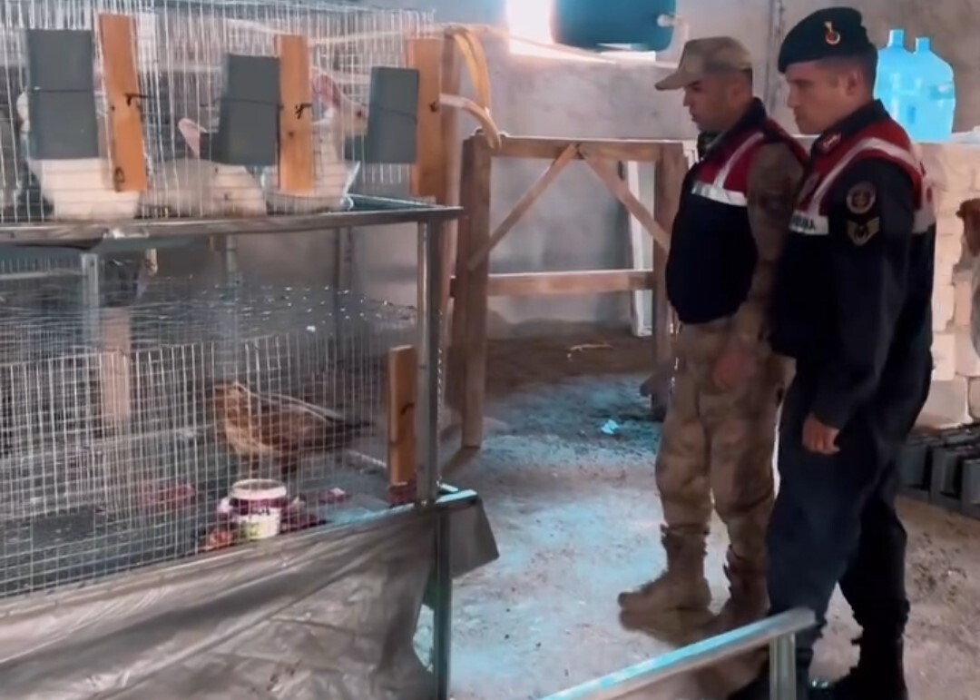 AN'IN TUŞBA İLÇESİNDE BİR VATANDAŞIN EVİNDE İZİNSİZ KIZIL ŞAHİN BESLEDİĞİ İHBARI ÜZERİNE JANDARMA...