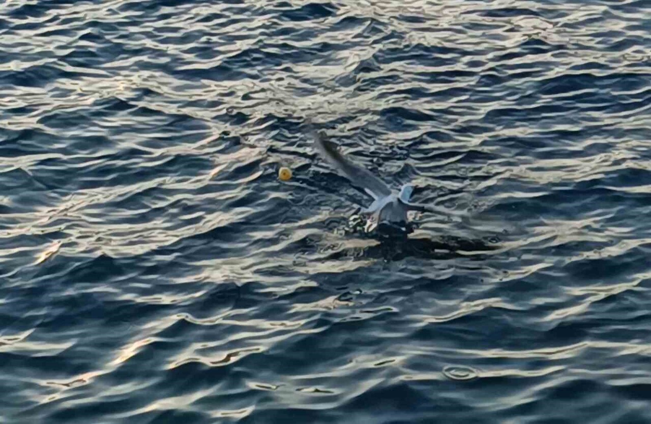 ANTALYA'DA BİR BALIKÇININ OLTASINA BALIK YERİNE MARTI TAKILDI