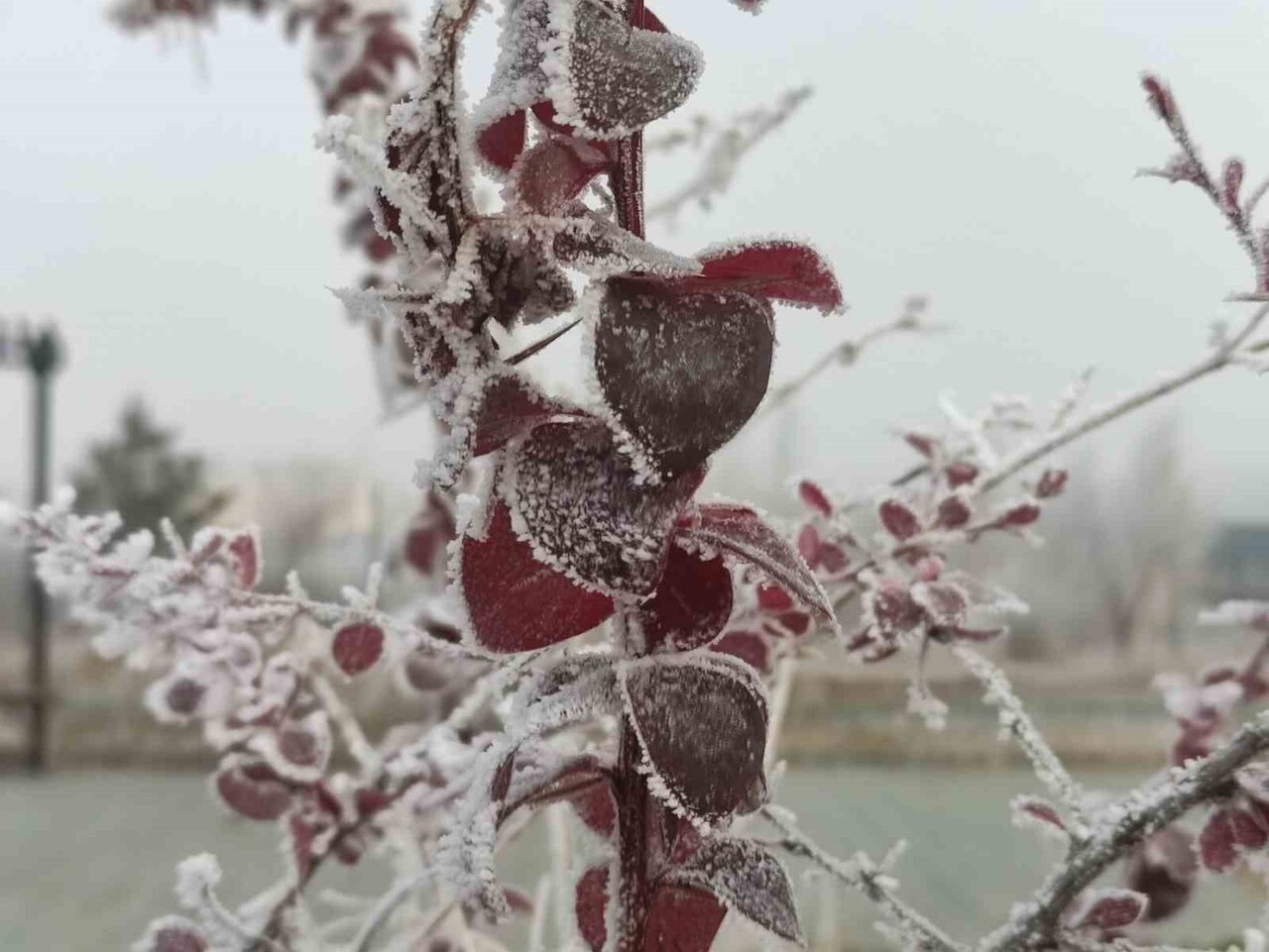 ARDAHAN’DA HAVA SICAKLIĞININ GECE EKSİ 13 DERECEYE KADAR DÜŞTÜĞÜ GÖLE İLÇESİNDE BİTKİ VE AĞAÇLAR...