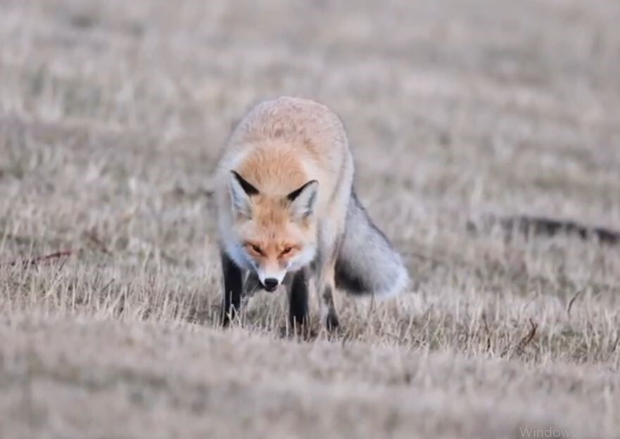 ARDAHAN’IN POSOF İLÇESİNDE, DOĞADA AÇ KALAN BİR KIZIL TİLKİNİN FARE AVLAMASI KAMERALARA...