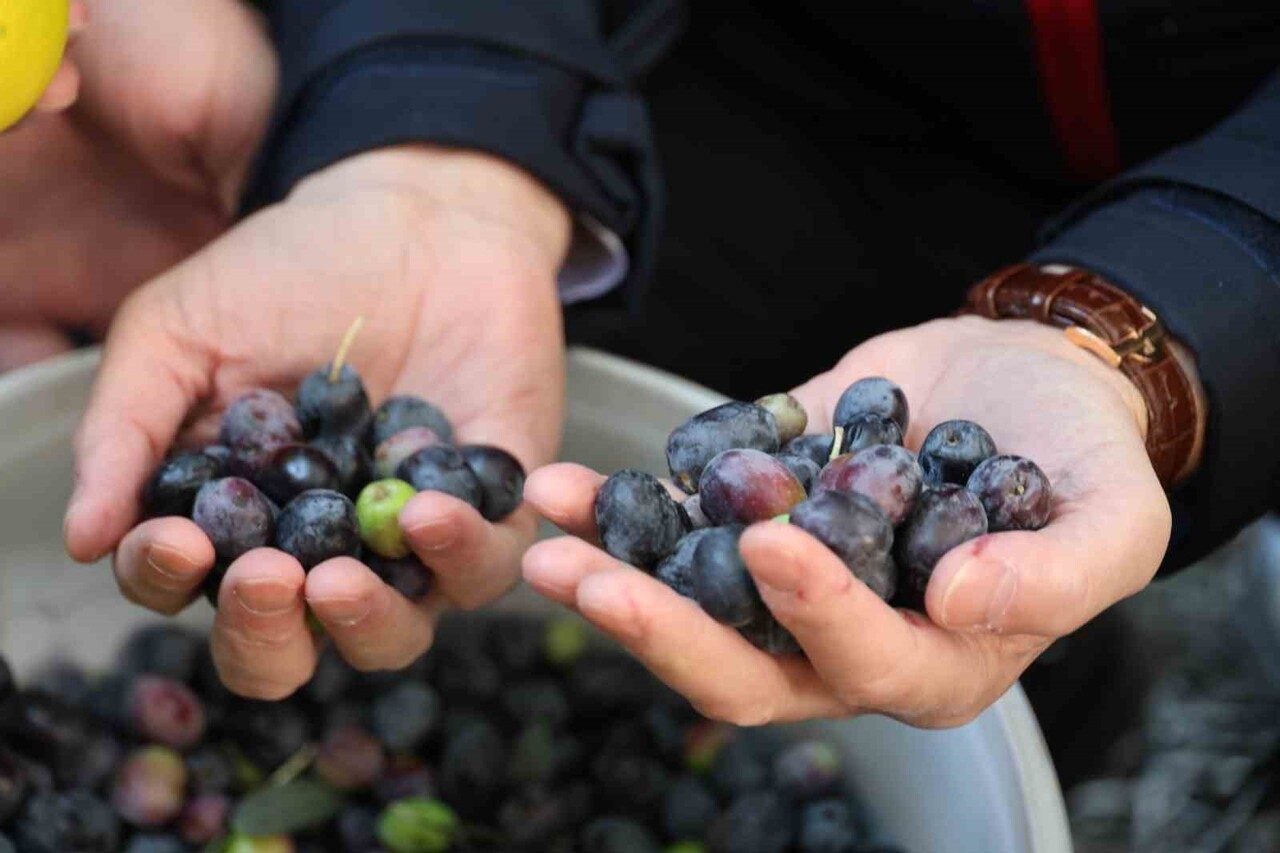 ARTVİN'İN YUSUFELİ İLÇESİNDE YETİŞTİRİLEN VE ULUSLARARASI ALANDA "ÜSTÜN LEZZET ÖDÜLÜ" KAZANAN...