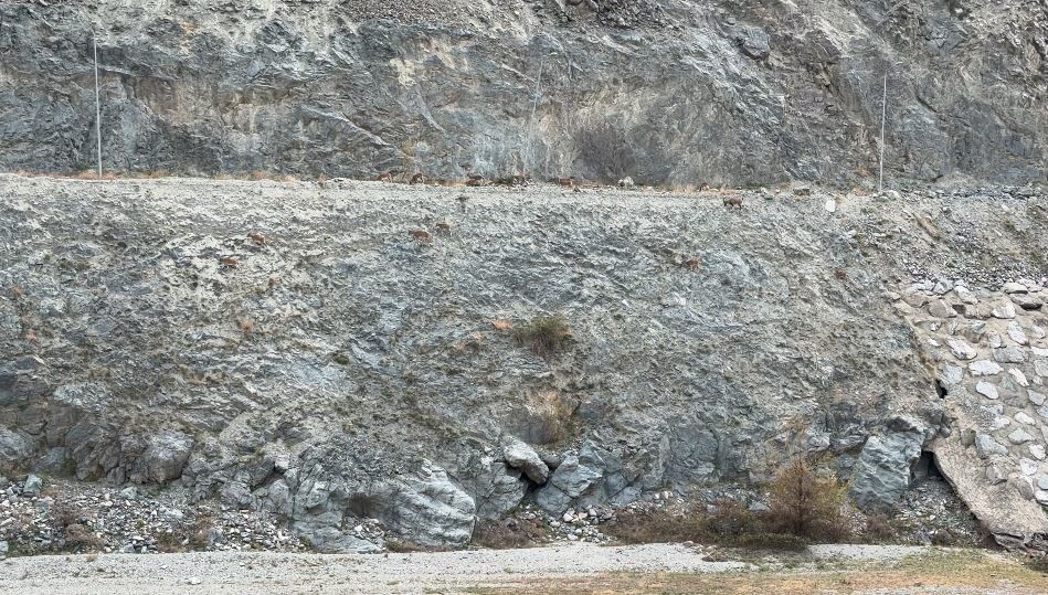 ARTVİN’DE GENELLİKLE YÜKSEK KESİMLERDE YAŞAYAN DAĞ KEÇİLERİ, BU KEZ SÜRÜ HÂLİNDE ÇORUH NEHRİ...