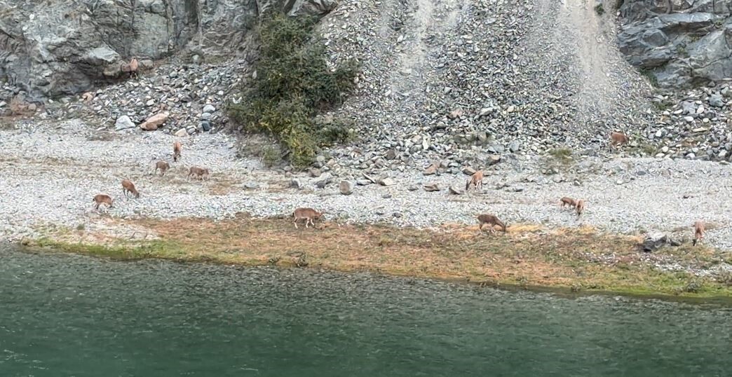 ARTVİN’DE GENELLİKLE YÜKSEK KESİMLERDE YAŞAYAN DAĞ KEÇİLERİ, BU KEZ SÜRÜ HÂLİNDE ÇORUH NEHRİ...