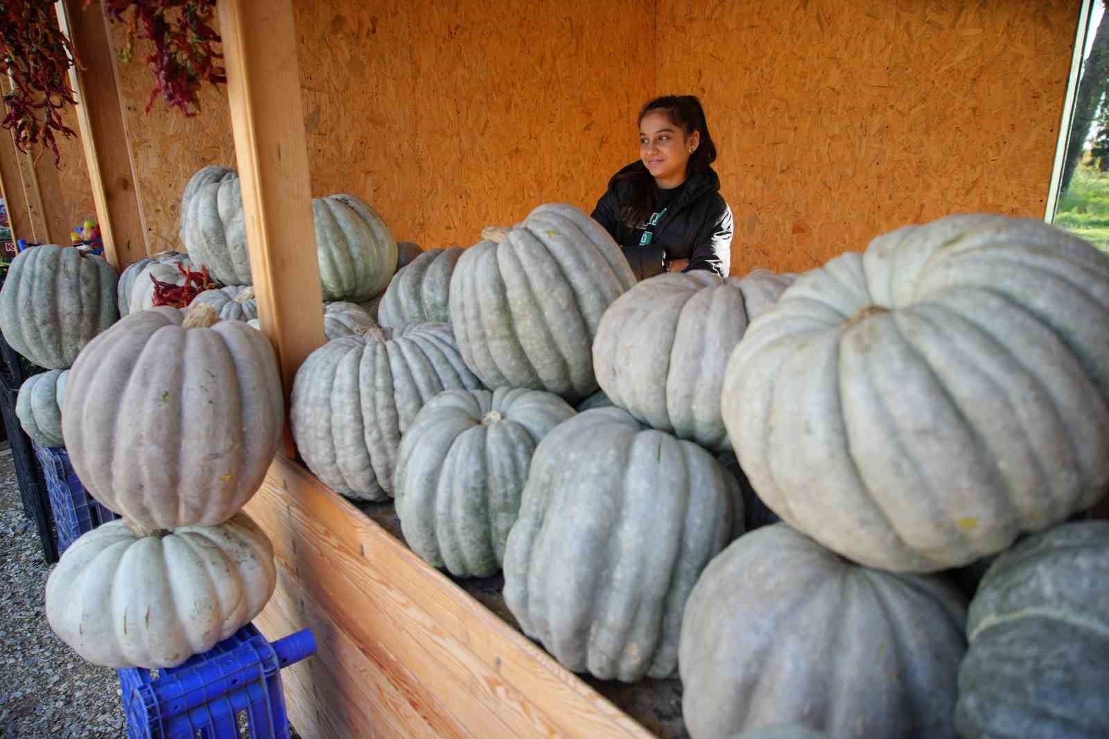 ATA TOHUMUNDAN ÜRETİLEN ORGANİK ÜRÜNLER, SÖĞÜTLÜK MİLLET BAHÇESİ'NDE KURULAN STANTLARDA SATIŞA...