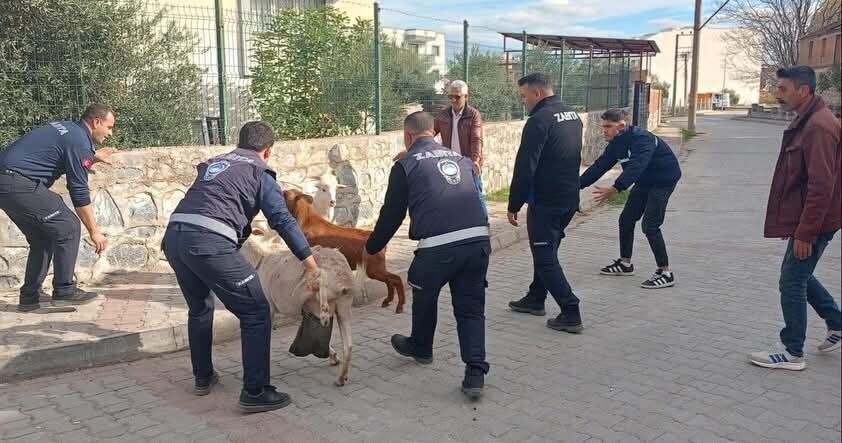 AYDIN'IN GERMENCİK İLÇESİNDE VATANDAŞLARIN ARTAN ŞİKAYETLERİ ÜZERİNE HAREKETE GEÇEN GERMENCİK...