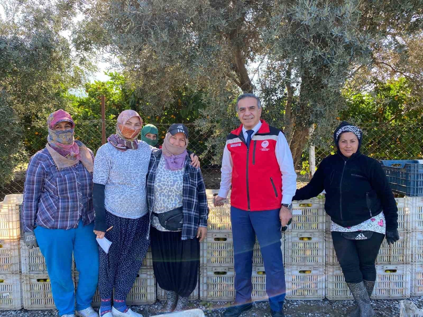 AYDIN’DA MANDALİNA HASADI BAŞLADI