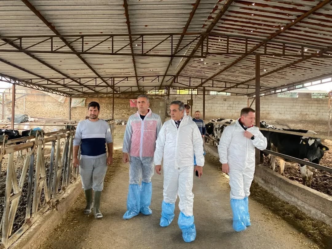 AYDIN GENELİNDE ŞAP HASTALIĞIYLA MÜCADELE KAPSAMINDA YÜRÜTÜLEN AŞILAMA ÇALIŞMALARI ARALIKSIZ...