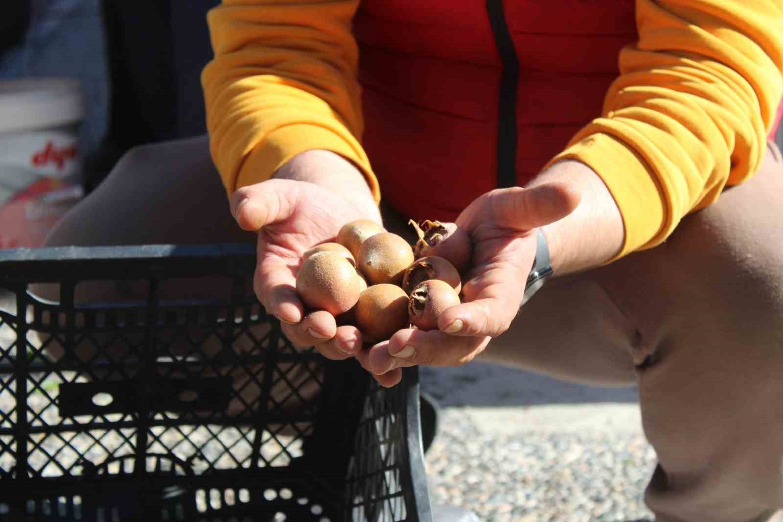 AYDIN’IN DAĞLARINDA GENELLİKLE KENDİLİĞİNDEN YETİŞEN VE MUŞMULA OLARAK DA BİLİNEN BEŞBIYIK...
