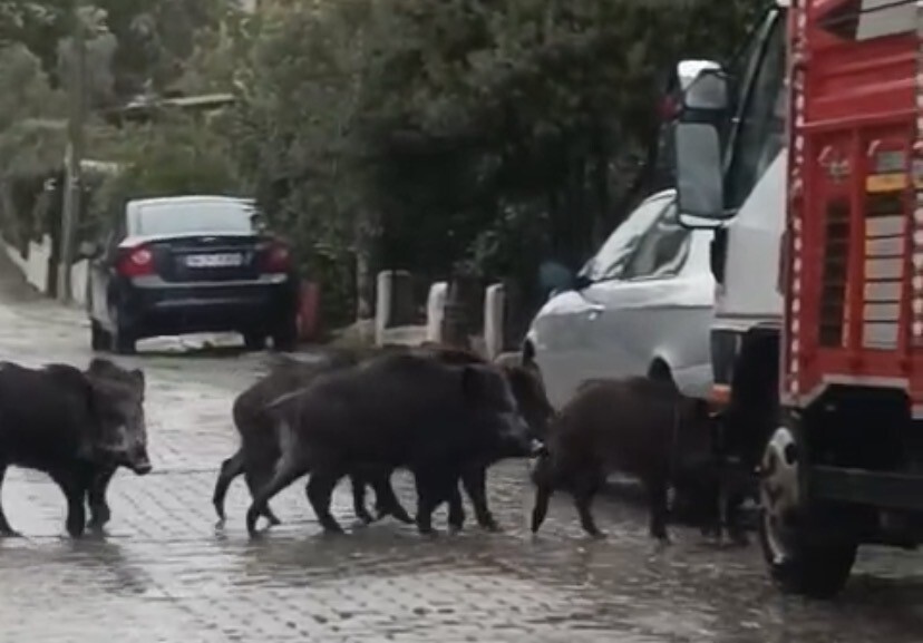 AYVALIK’TA YAĞMURLU HAVADA AÇ KALAN DOMUZLAR ŞEHİR MERKEZİNE İNDİ