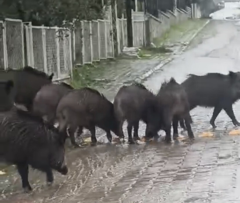 AYVALIK’TA YAĞMURLU HAVADA AÇ KALAN DOMUZLAR ŞEHİR MERKEZİNE İNDİ
