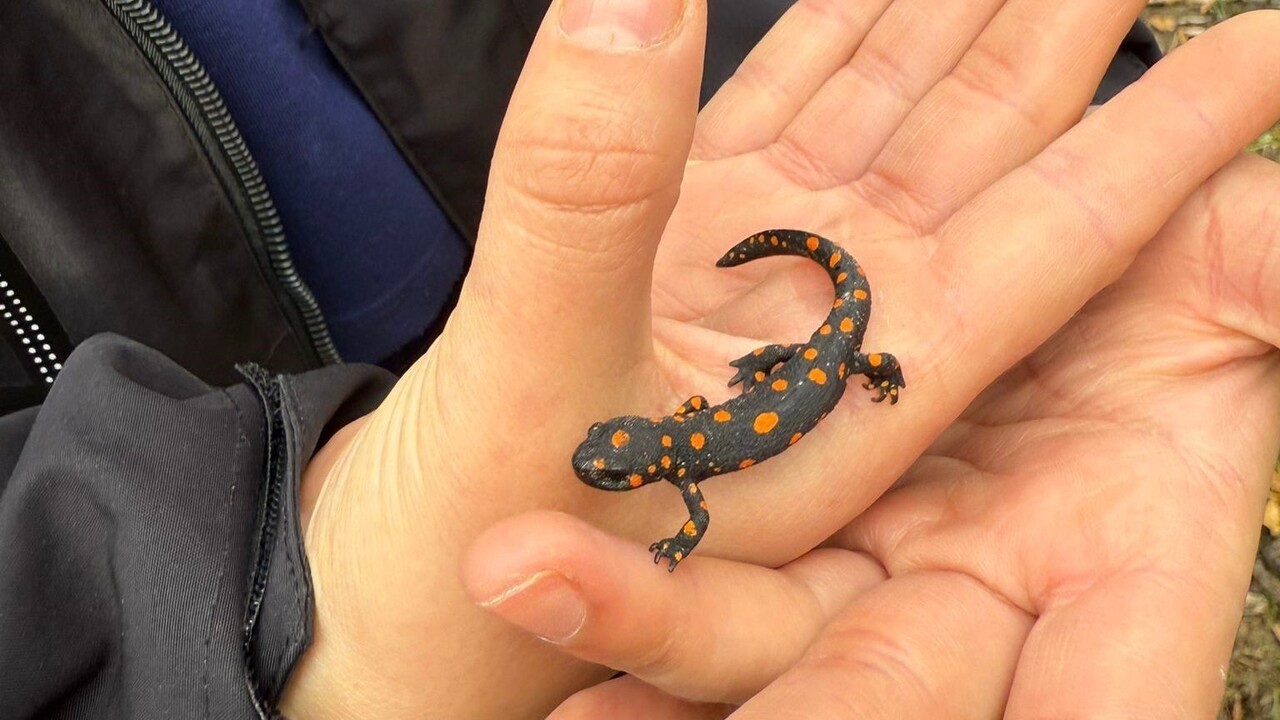 BAHÇESARAY İLÇESİNDE BİR GRUP DOĞASEVER, NADİR GÖRÜLEN BENEKLİ SEMENDER (SALAMANDRA...