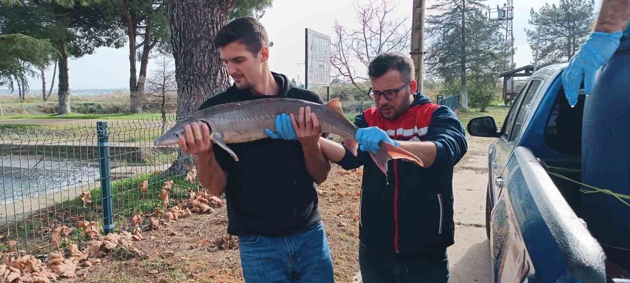 BALIKÇININ AĞLARINA TAKILAN MERSİN BALIĞI KORUMA ALTINA ALINDI