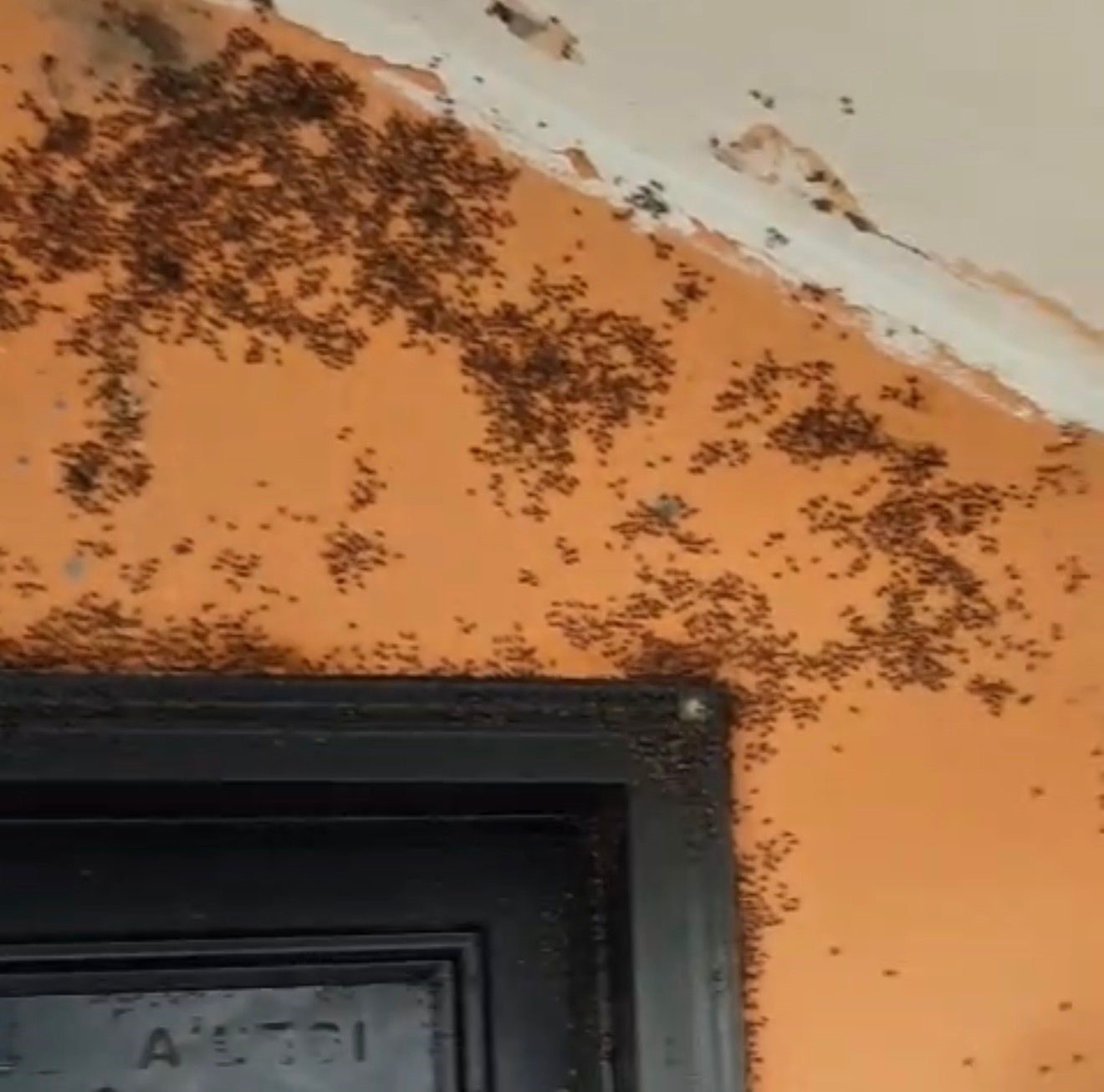 BALIKESİR'İN GÖNEN İLÇESİNE BAĞLI HACIMENTEŞ MAHALLESİ'NDE VATANDAŞLAR KARA SİNEK İSTİLASINDAN...