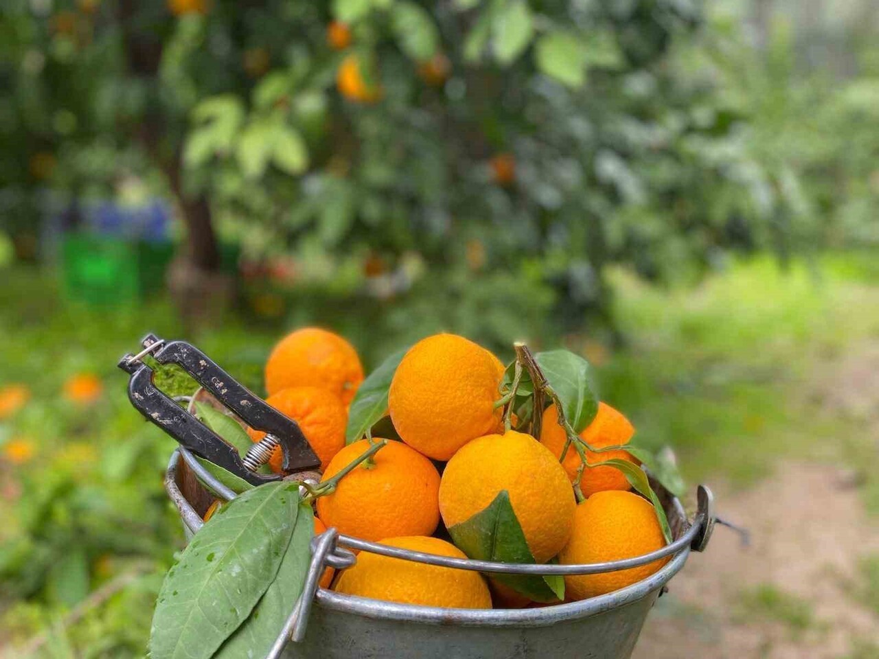 BALIKESİR’DE COĞRAFİ İŞARETLİ HAVRAN MANDALİNASINDA HASAT TÜM HIZIYLA DEVAM EDİYOR.