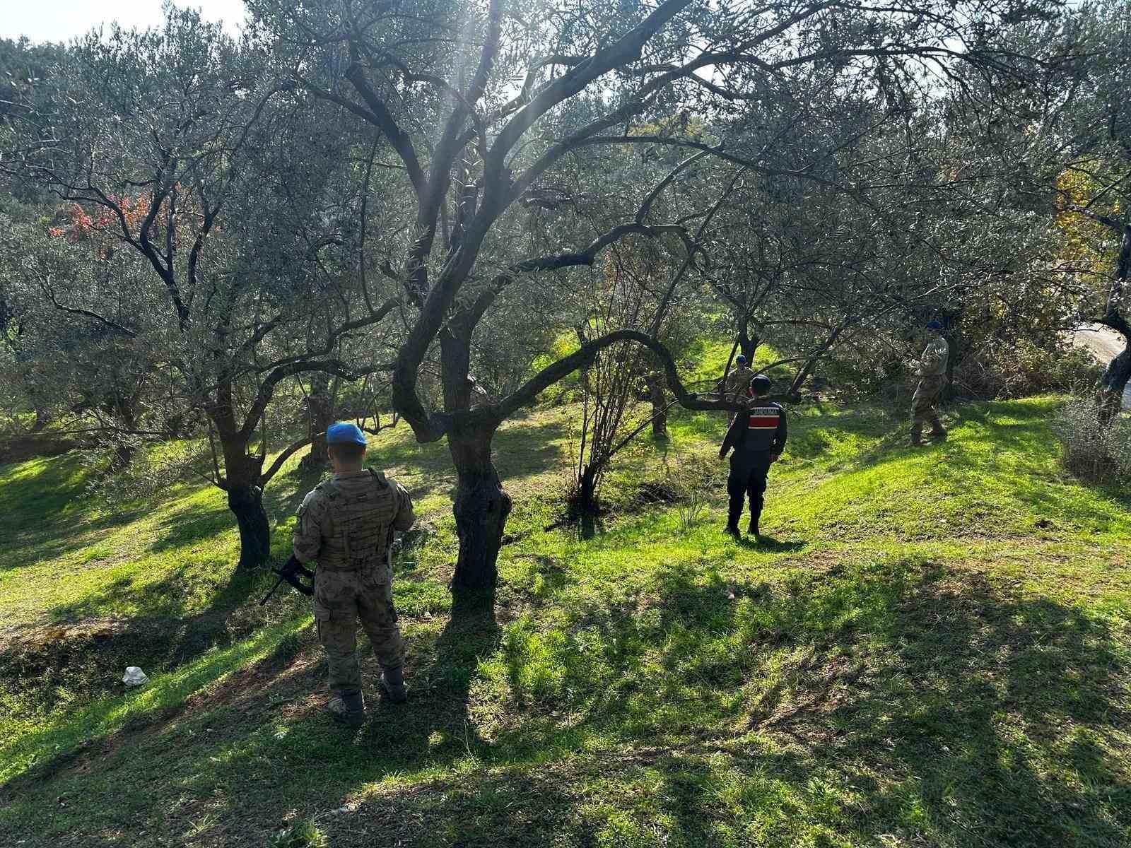BALIKESİR’İN EDREMİT İLÇESİNDE ZEYTİN HASAT DÖNEMİNİN BAŞLAMASIYLA BİRLİKTE JANDARMA EKİPLERİ VE...