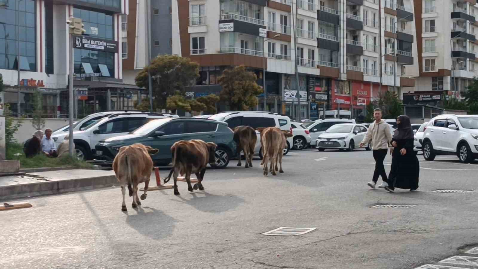 BATMAN KENT MERKEZİNİN İŞLEK CADDELERİNDE ANİDEN BELİREN İNEK SÜRÜSÜ, VATANDAŞLARIN ŞAŞKIN...