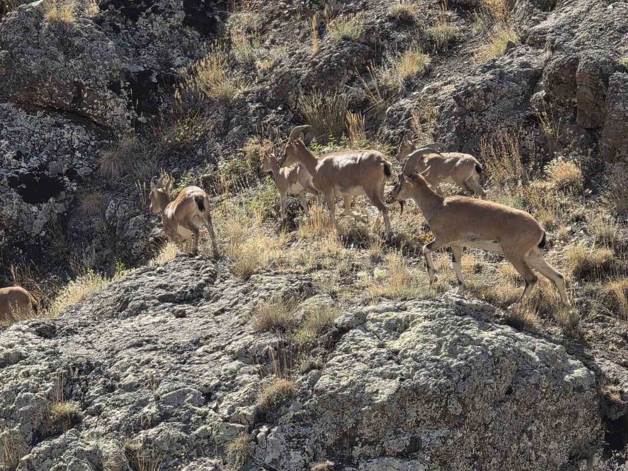 BAYBURT’UN DAĞLARINI MESKEN TUTAN YABAN KEÇİLERİ VAUK DAĞI’NDA SÜRÜ HALİNDE...