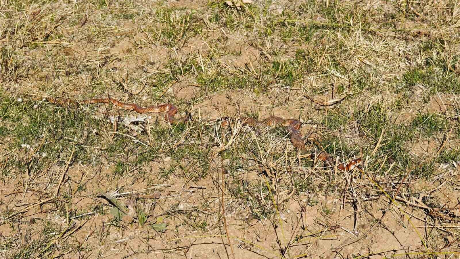 BİTLİS’İN TATVAN İLÇESİNE BAĞLI İNCEKAYA (POR) KÖYÜ KIRSALINDA GEZİNTİYE ÇIKAN DOĞA GEZGİNİ RIDVAN...