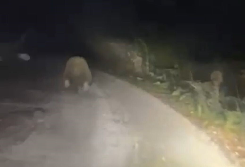 BOLU’DA ELMALIK KÖYÜ MEVKİİNDE BİR ARACIN ÖNÜNE ÇIKAN AYININ KOŞARAK UZAKLAŞMASI VATANDAŞ...