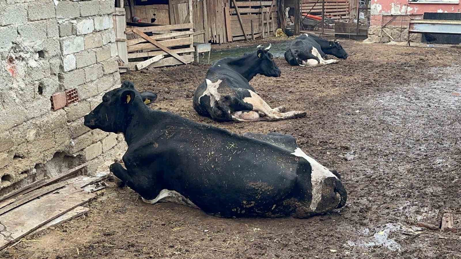 BURSA'NIN YENİŞEHİR İLÇESİNDE SÜT SIĞIRCILIĞI YAPAN MUSTAFA ARSLAN, 15 YIL ÖNCE 20 HAYVANLA...