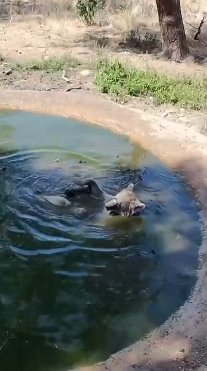 BURSA OVAKORUSU CELAL ACAR YABAN HAYVANI KURTARMA VE REHABİLİTASYON MERKEZİ’NİN SEVİMLİ SAKİNLERİ...