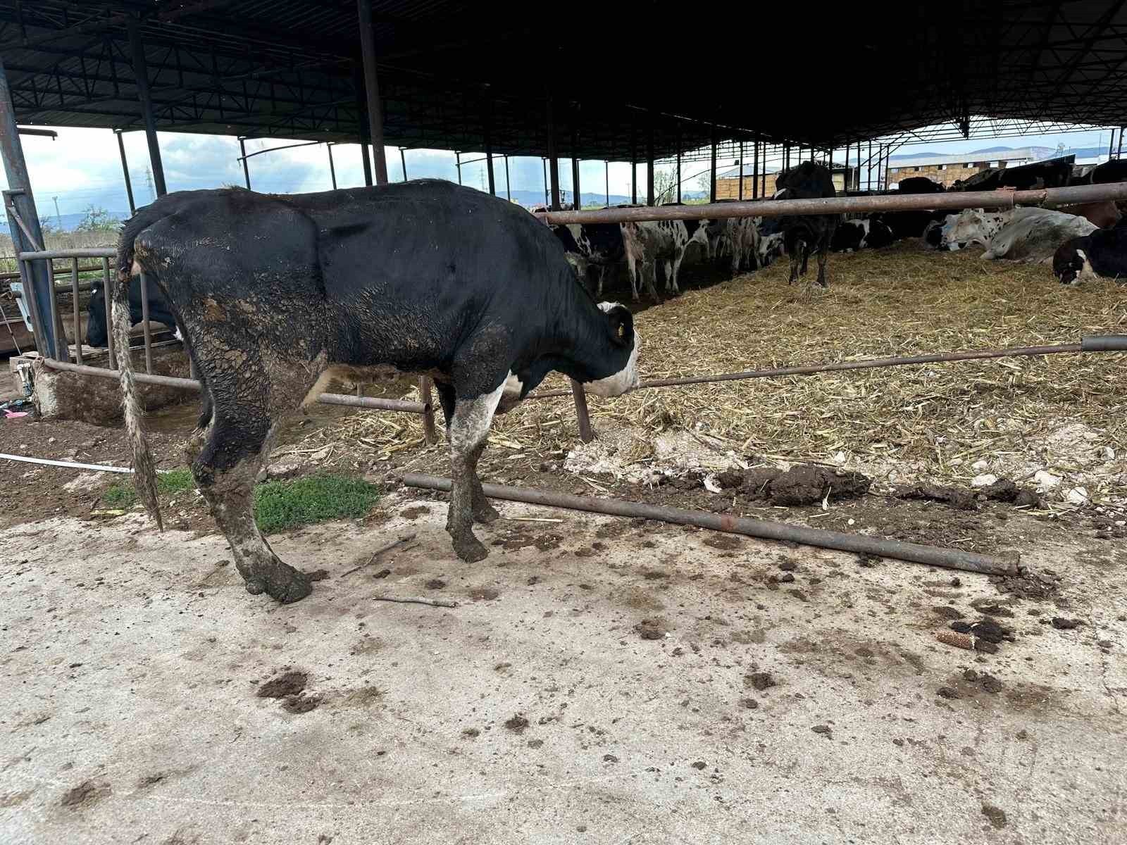 BURSA ULUDAĞ ÜNİVERSİTESİ VETERİNER FAKÜLTESİ İÇ HASTALIKLARI ANA BİLİM DALI ÖĞRETİM ÜYESİ PROF....