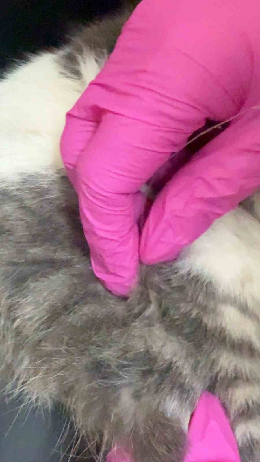 ÇANAKKALE'DE AĞZINA OLTA KANCASI TAKILAN KEDİ VATANDAŞLARDAN ADETA YARDIM İSTEDİ. DUYARLI ANNE KIZ...