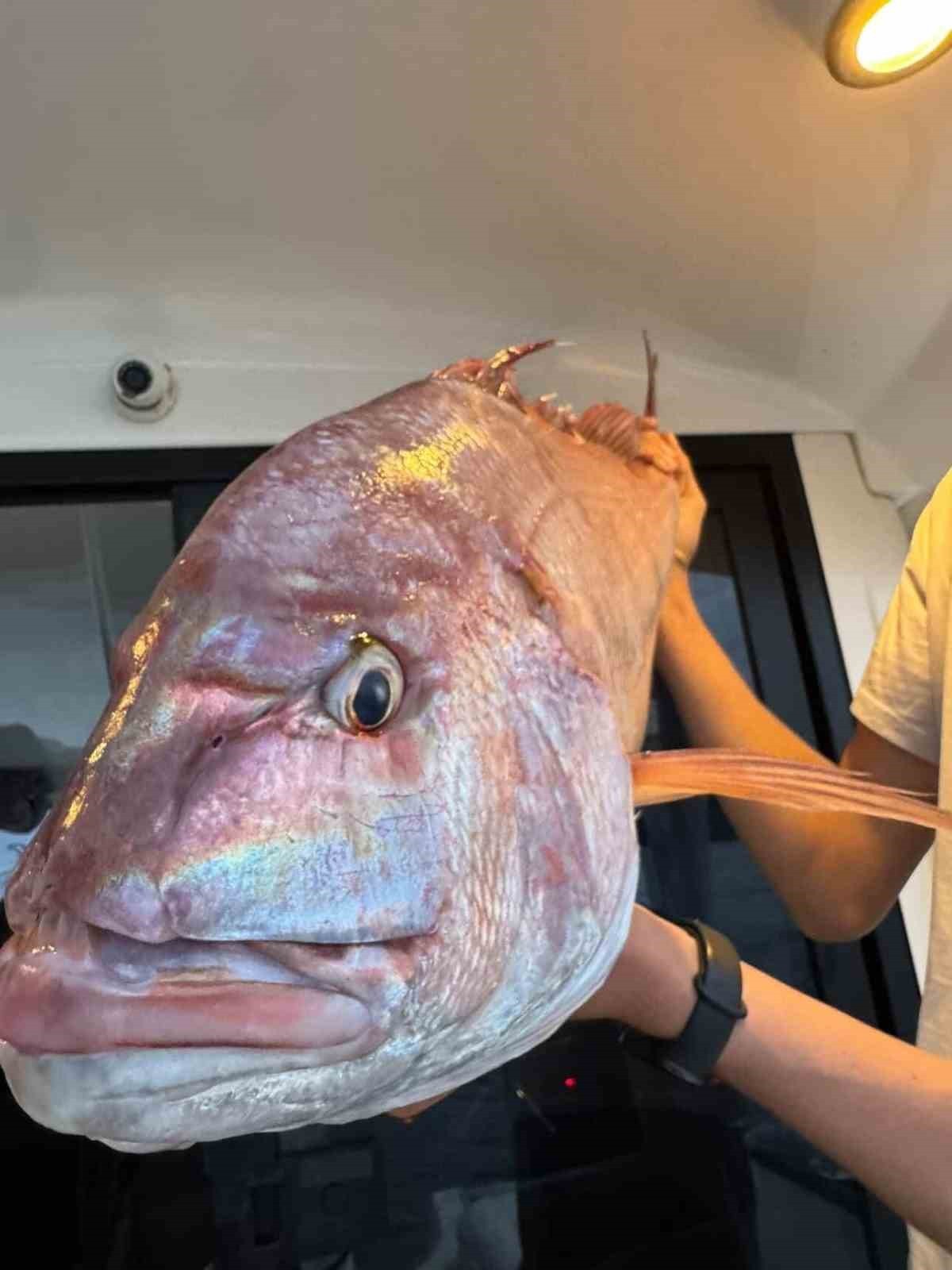 ÇANAKKALE'NİN GELİBOLU İLÇESİNDE AVLANMAK İÇİN DENİZE AÇILAN BALIKÇILAR 12 KİLOGRAMLIK MERCAN...