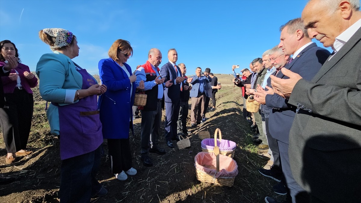 Çorum'da kadın çiftçiler tarafından yetiştirilen safran törenle hasat edildi.