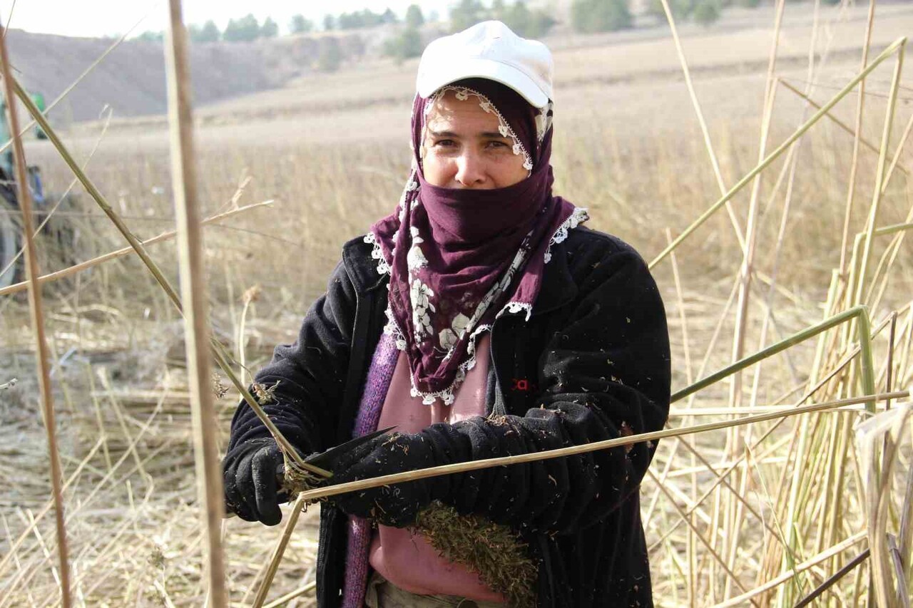 ÇORUM’DA ÇİFTÇİLER TARAFINDAN YAKLAŞIK 150 DÖNÜM ALANDA DENEME AMACIYLA EKİMİ YAPILAN ENDÜSTRİYEL...
