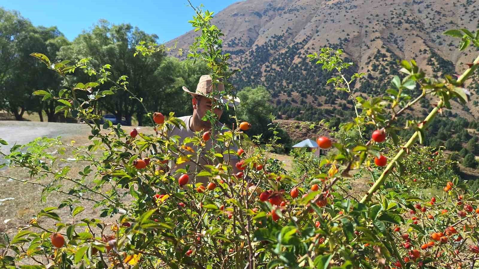 DAĞLARIN KIRMIZI HAZİNESİ KUŞBURNU İÇİN HASAT ZAMANI