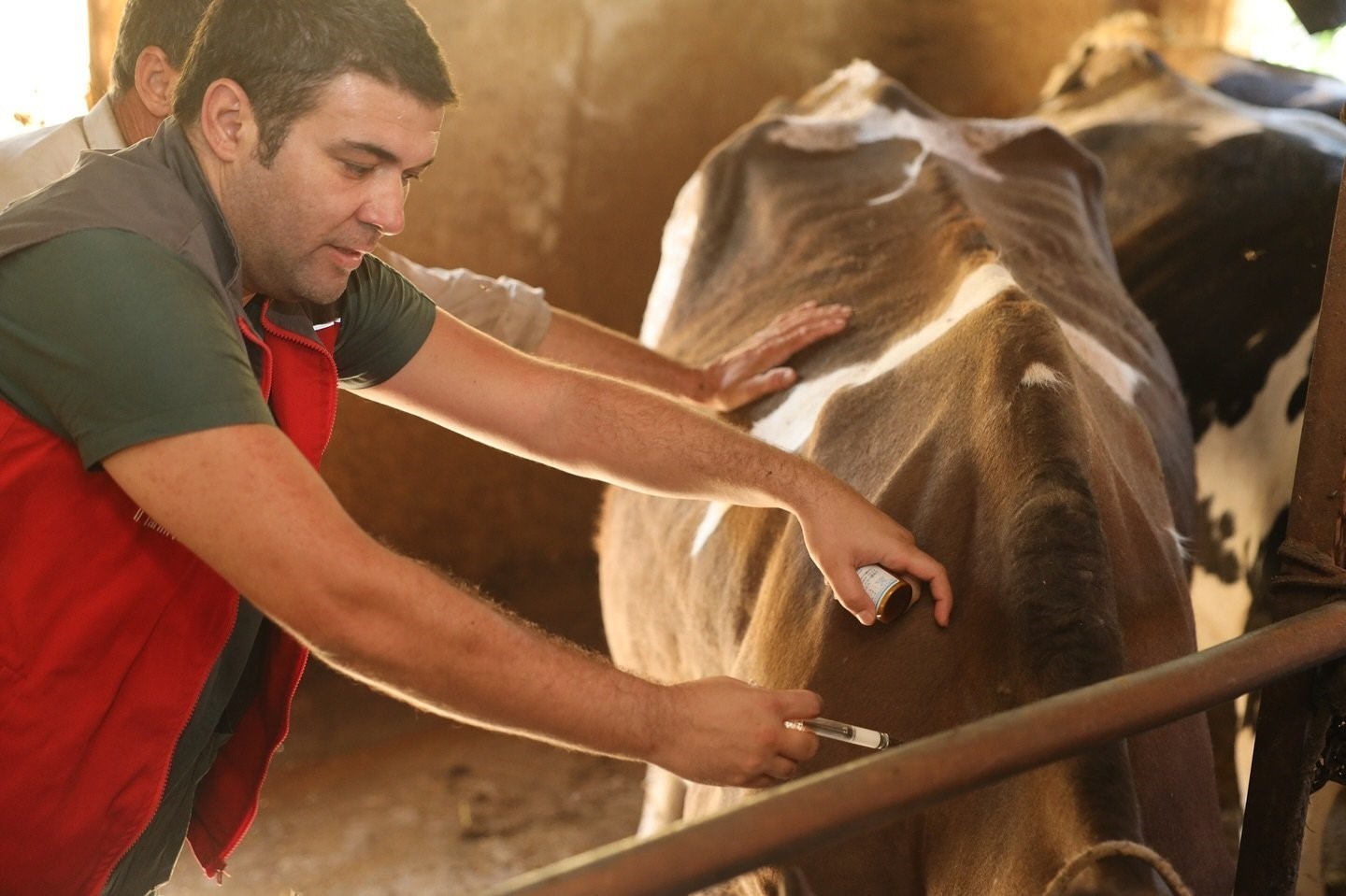 DENİZLİ’DE HAYVAN SAĞLIĞINI TEHDİT EDEN ŞAP HASTALIĞIYLA MÜCADELE KAPSAMINDA İL GENELİNDE 251 BİN...