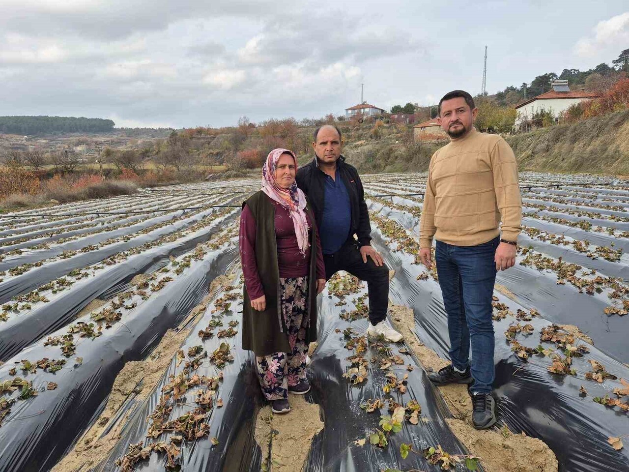 DENİZLİ’NİN BULDAN İLÇESİNDE BİN 980 DEKAR ALANDA, BİR DEKARDA 1 TON ÇİLEK ÜRETİMİ...