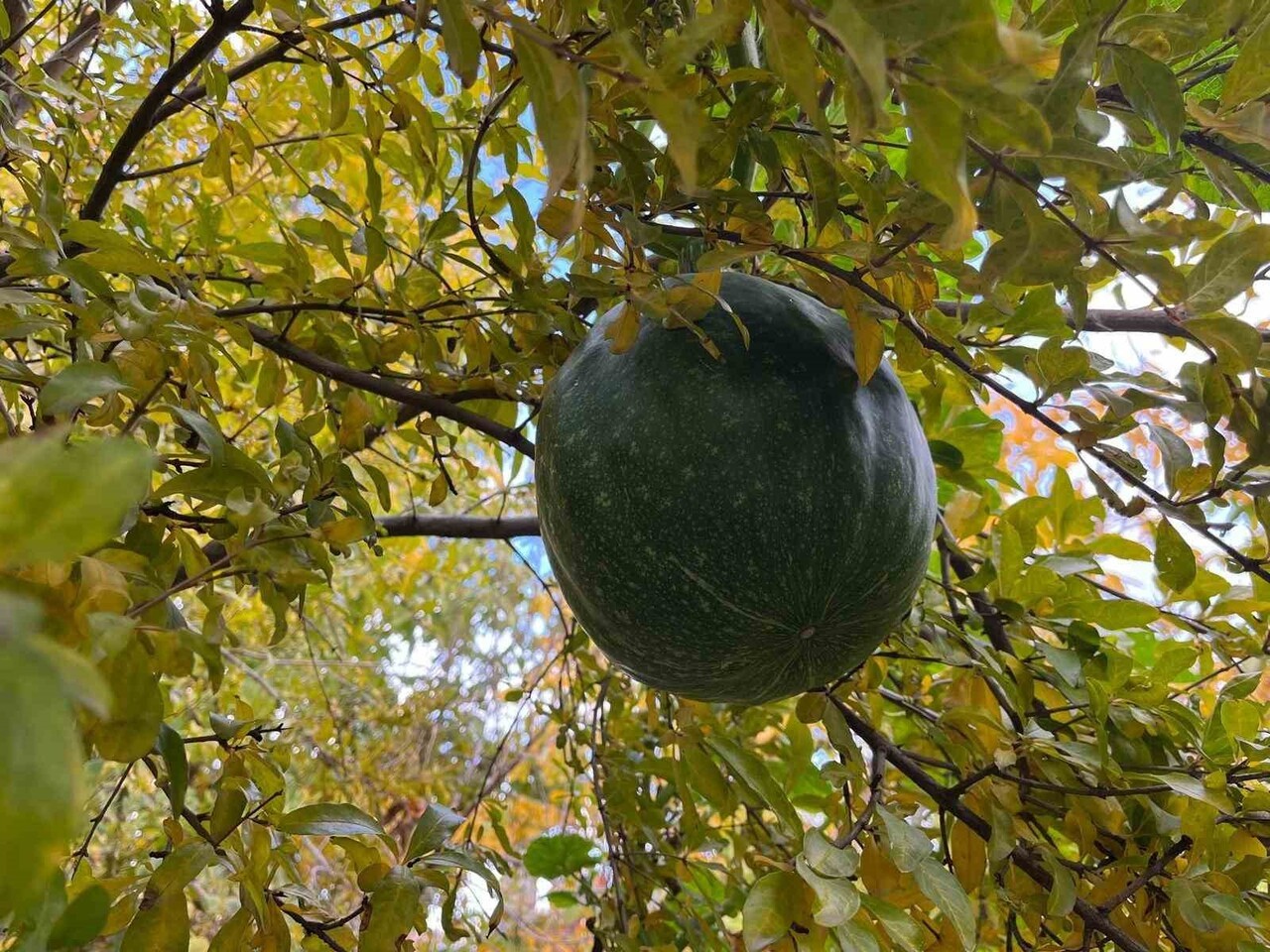 DENİZLİ’NİN BULDAN İLÇESİNDE BİR VATANDAŞIN BAHÇEYE EKTİĞİ KABAK AĞACI, NAR AĞACININ TEPESİNDE...