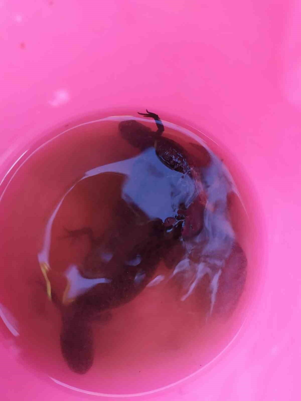 DENİZLİ’NİN BULDAN İLÇESİNDE TARİHİ KUYUDAN SU ÇEKEN VATANDAŞ KOVASINDA SEMENDERLERİ GÖRÜNCE...