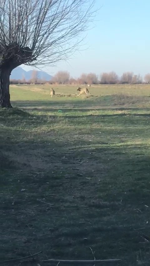 DENİZLİ’NİN ÇİVRİL İLÇESİNDE SON GÜNLERDE SIK GÖRÜLEN KURTLAR VATANDAŞLARDA TEDİRGİNLİĞE NEDEN...