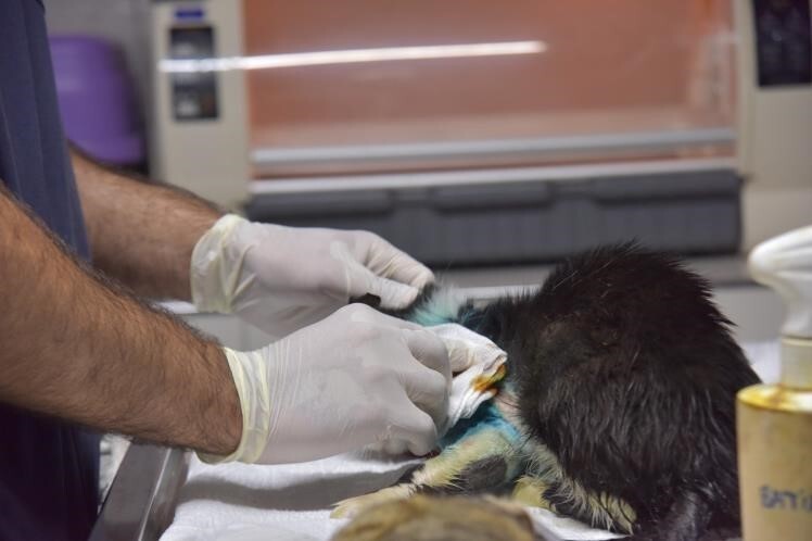 DİSTAL OBLİK KIRIĞI TESPİT EDİLEN KEDİ 2 SAATLİK OPERASYON İLE SAĞLIĞINA KAVUŞTU