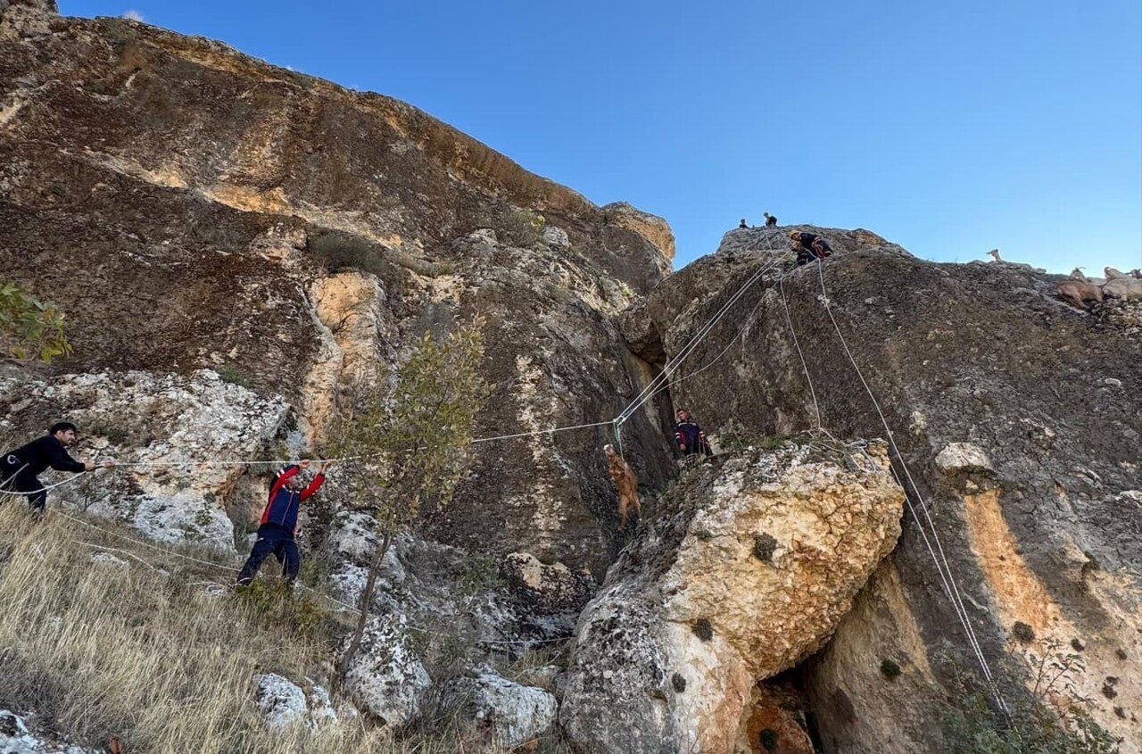 DİYARBAKIR'IN EĞİL İLÇESİNDE KAYALIKLARDA MAHSUR KALAN 25 KEÇİ, İTFAİYE EKİPLERİNCE KURTARILARAK...