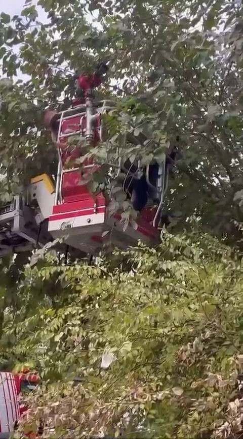 DİYARBAKIR’DA AĞAÇTA MAHSUR KALAN KEDİ, İTFAİYE EKİPLERİNİN MÜDAHALESİ İLE KURTARILDI.