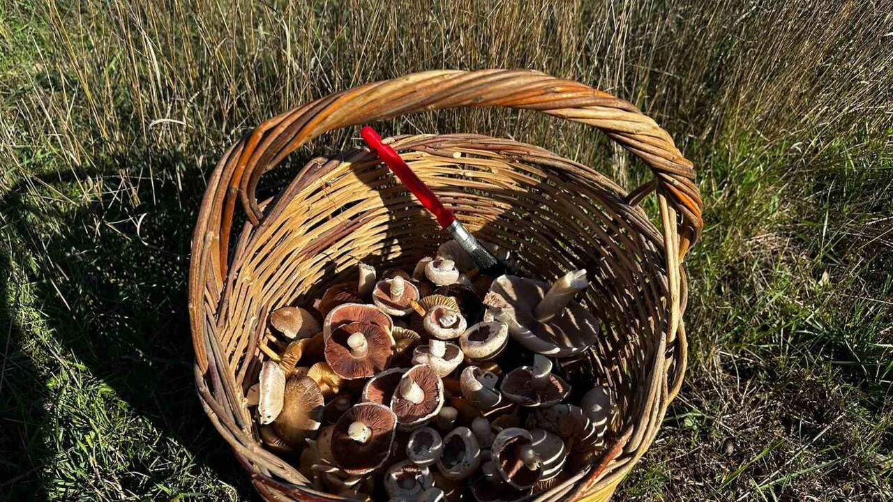 DOĞADA YETİŞEN MANTARLARA DİKKAT