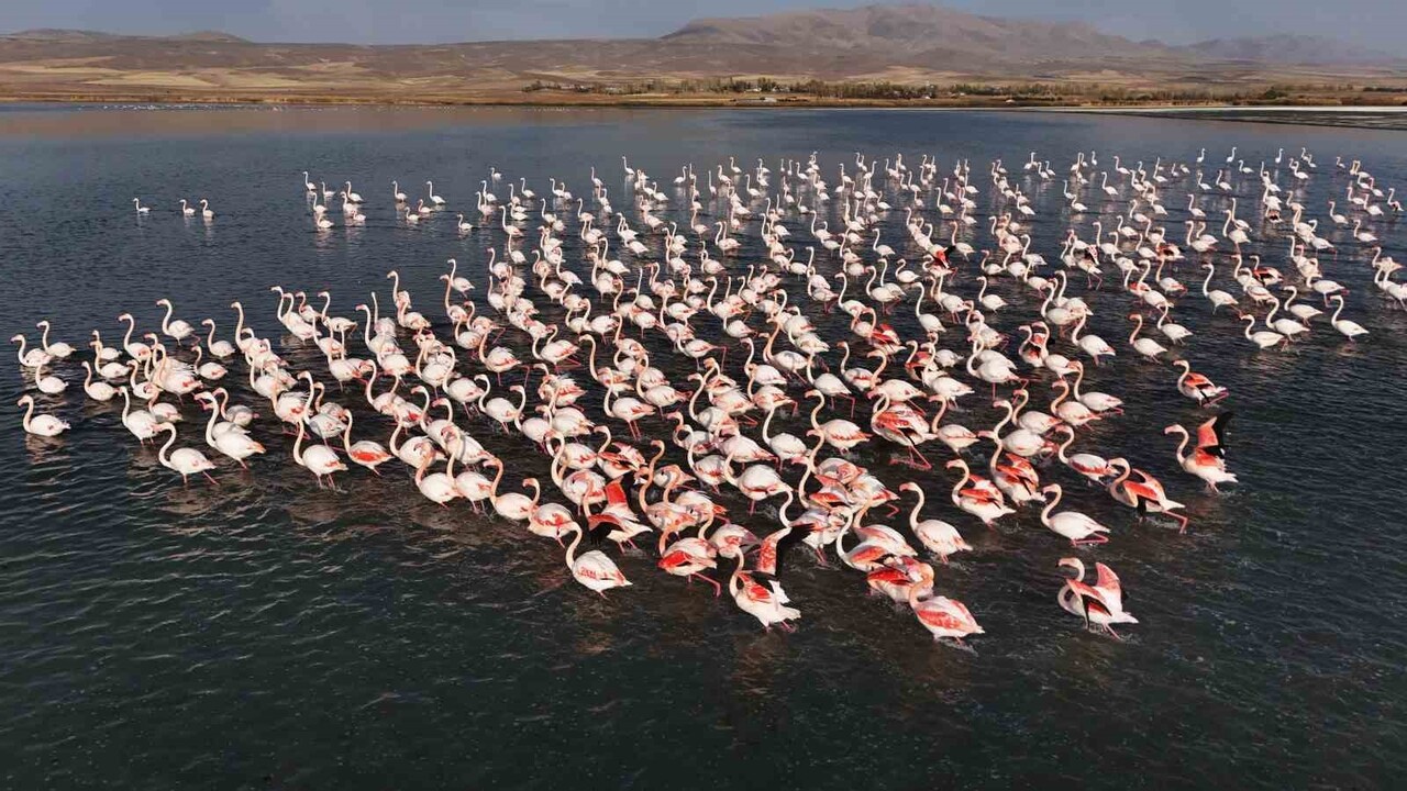 DOĞUNUN SAKLI CENNETİ VAN’DAKİ ERÇEK GÖLÜ, ZARİF MİSAFİRLERİ OLAN FLAMİNGOLARI AĞIRLAMAYA DEVAM...